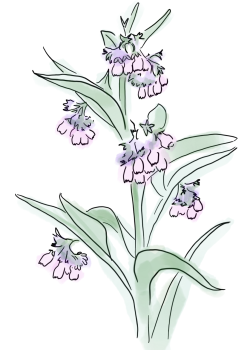 grande verdure consoude