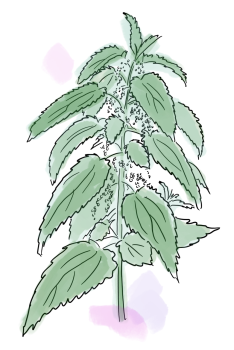 grande verdure ortie 2